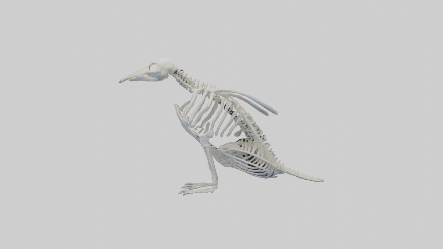 3D model enguin Skeleton model VR / AR / low-poly