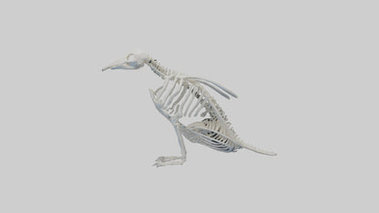 3D model enguin Skeleton model VR / AR / low-poly
