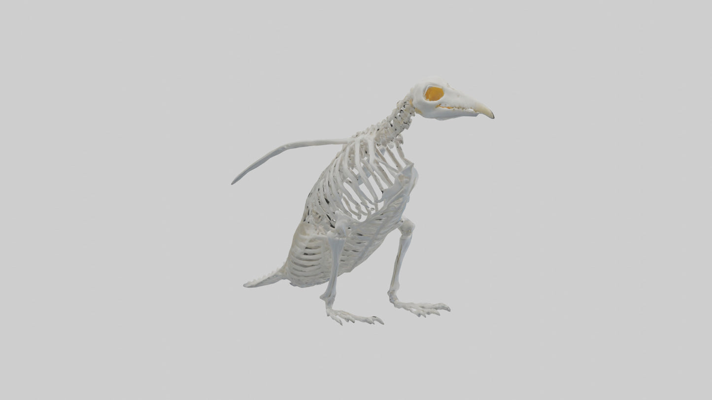 3D model enguin Skeleton model VR / AR / low-poly