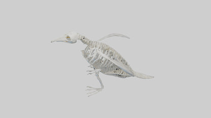 3D model enguin Skeleton model VR / AR / low-poly