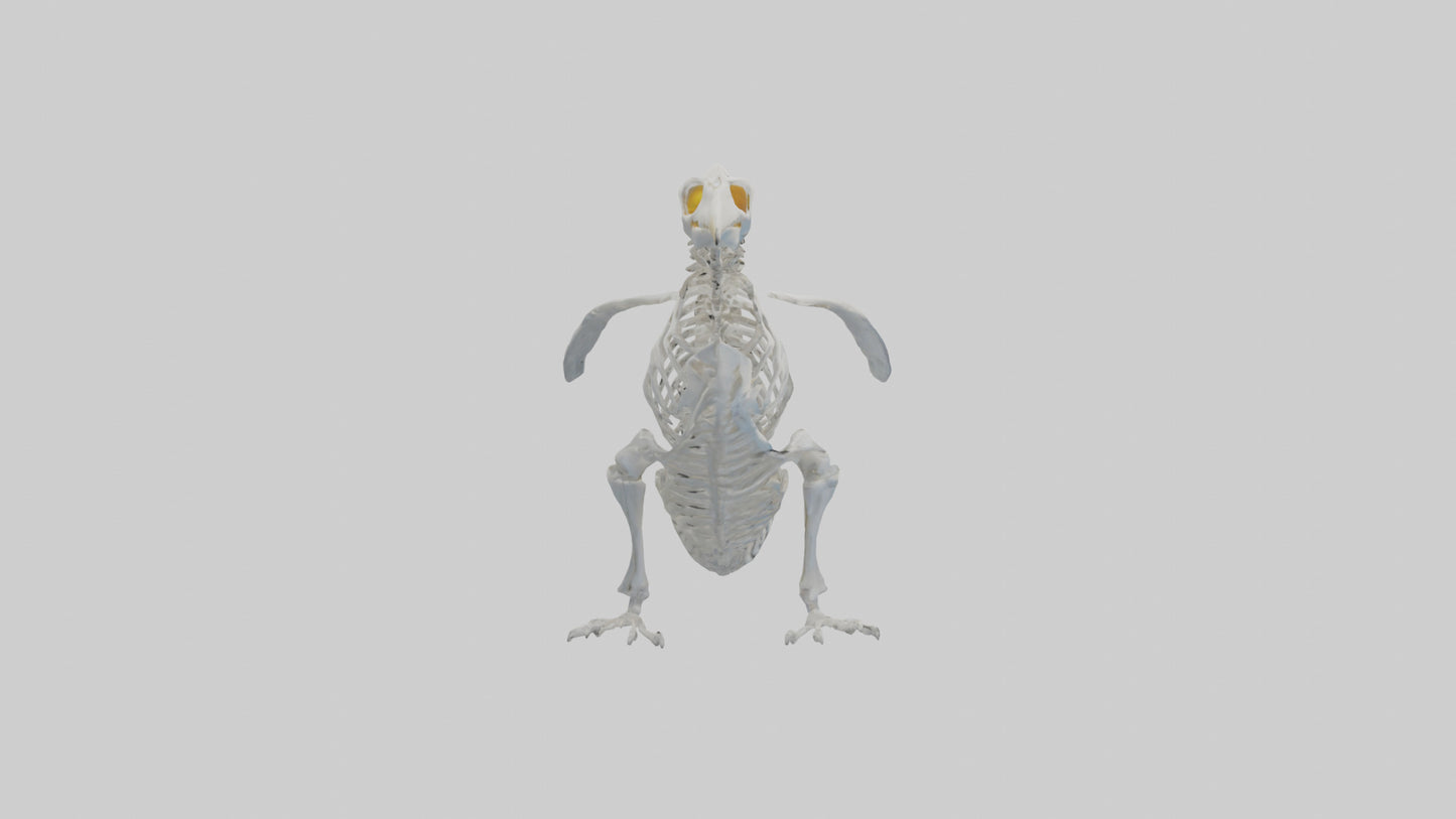 3D model enguin Skeleton model VR / AR / low-poly