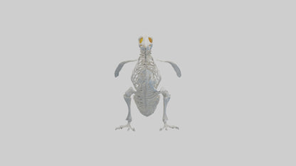 3D model enguin Skeleton model VR / AR / low-poly