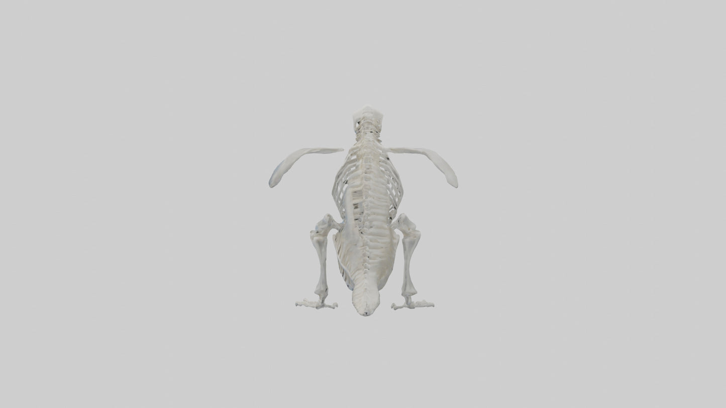 3D model enguin Skeleton model VR / AR / low-poly