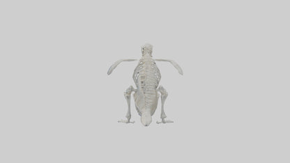 3D model enguin Skeleton model VR / AR / low-poly