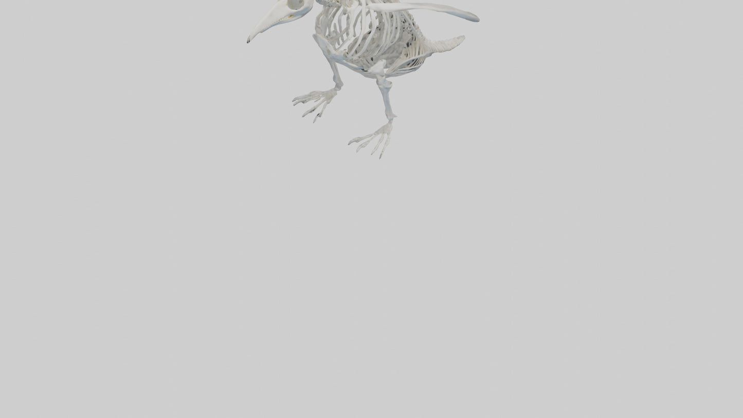 3D model enguin Skeleton model VR / AR / low-poly