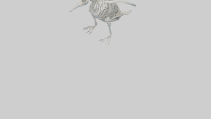 3D model enguin Skeleton model VR / AR / low-poly