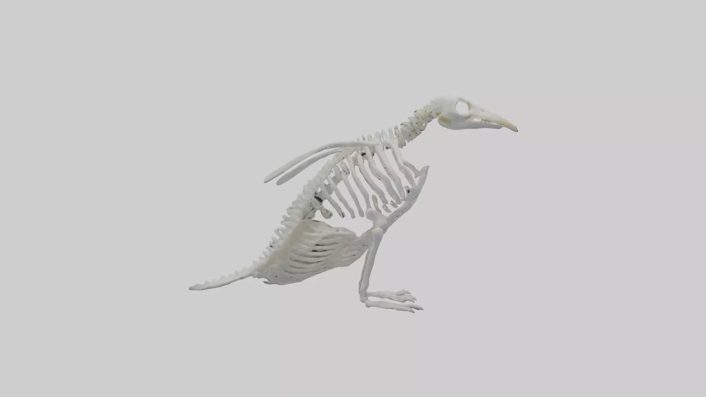 3D model enguin Skeleton model VR / AR / low-poly