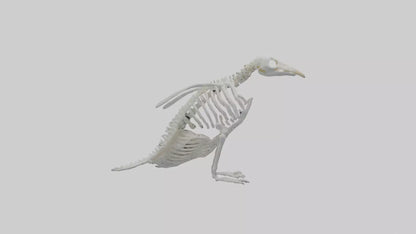3D model enguin Skeleton model VR / AR / low-poly