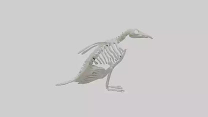 3D model enguin Skeleton model VR / AR / low-poly