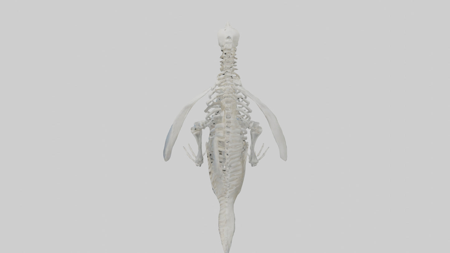 3D model enguin Skeleton model VR / AR / low-poly