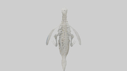 3D model enguin Skeleton model VR / AR / low-poly