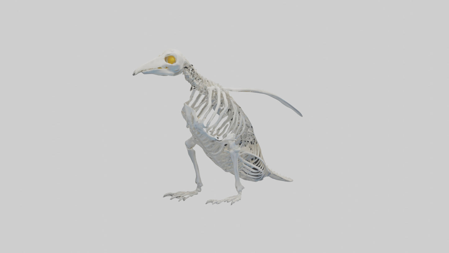 3D model enguin Skeleton model VR / AR / low-poly