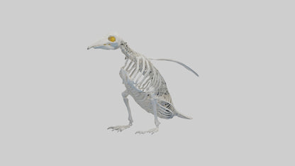 3D model enguin Skeleton model VR / AR / low-poly