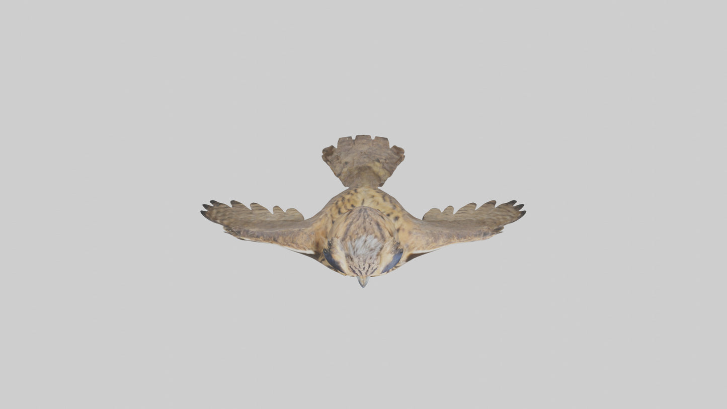 3D model Eurasian Eagle Owl perching model VR / AR / low-poly