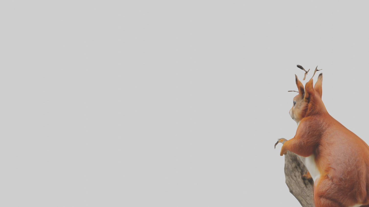 3D model Eurasian Red Squirrel climbing model VR / AR / low-poly