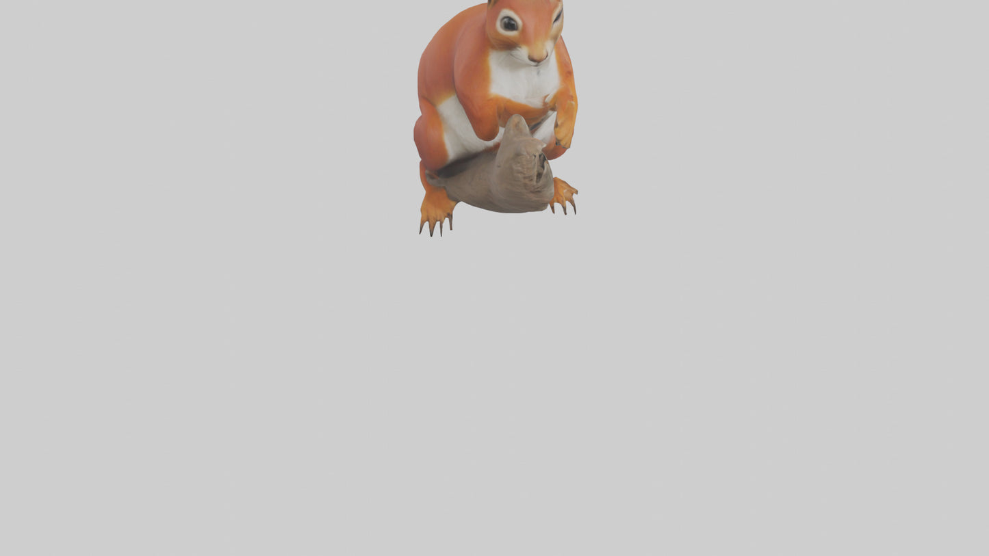 3D model Eurasian Red Squirrel climbing model VR / AR / low-poly