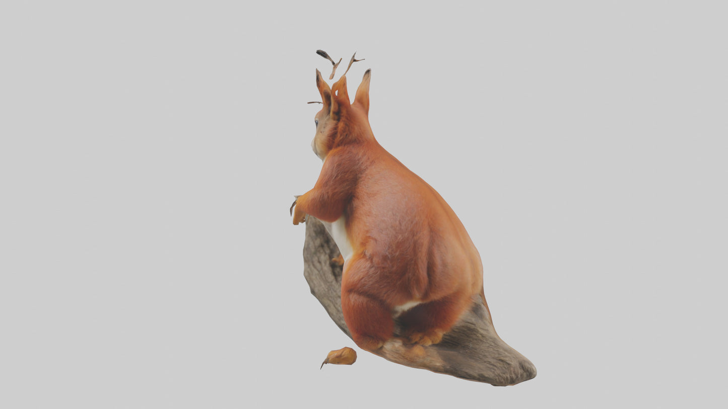 3D model Eurasian Red Squirrel climbing model VR / AR / low-poly