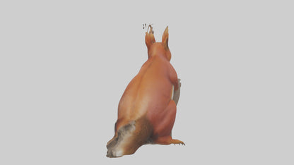 3D model Eurasian Red Squirrel climbing model VR / AR / low-poly
