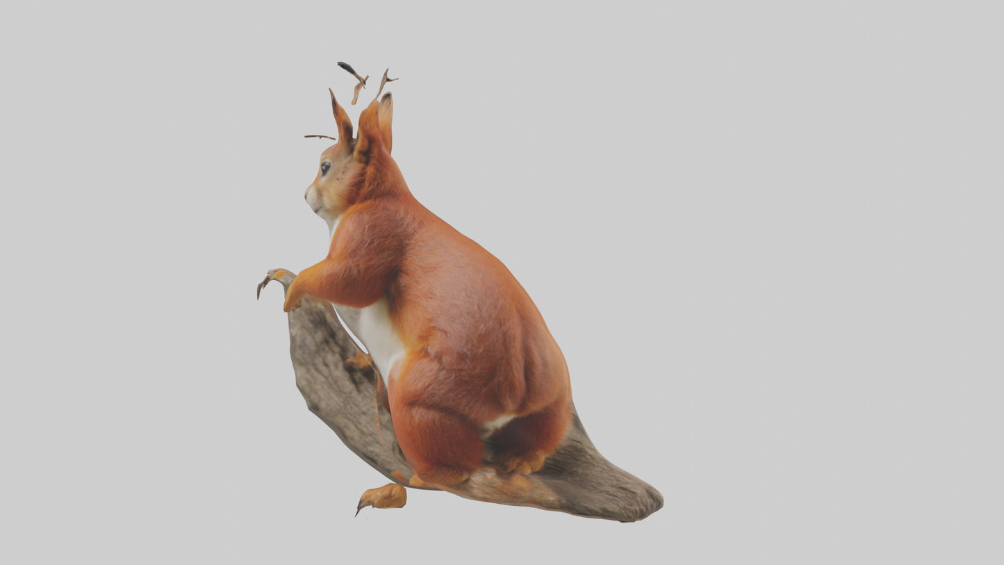 3D model Eurasian Red Squirrel climbing model VR / AR / low-poly