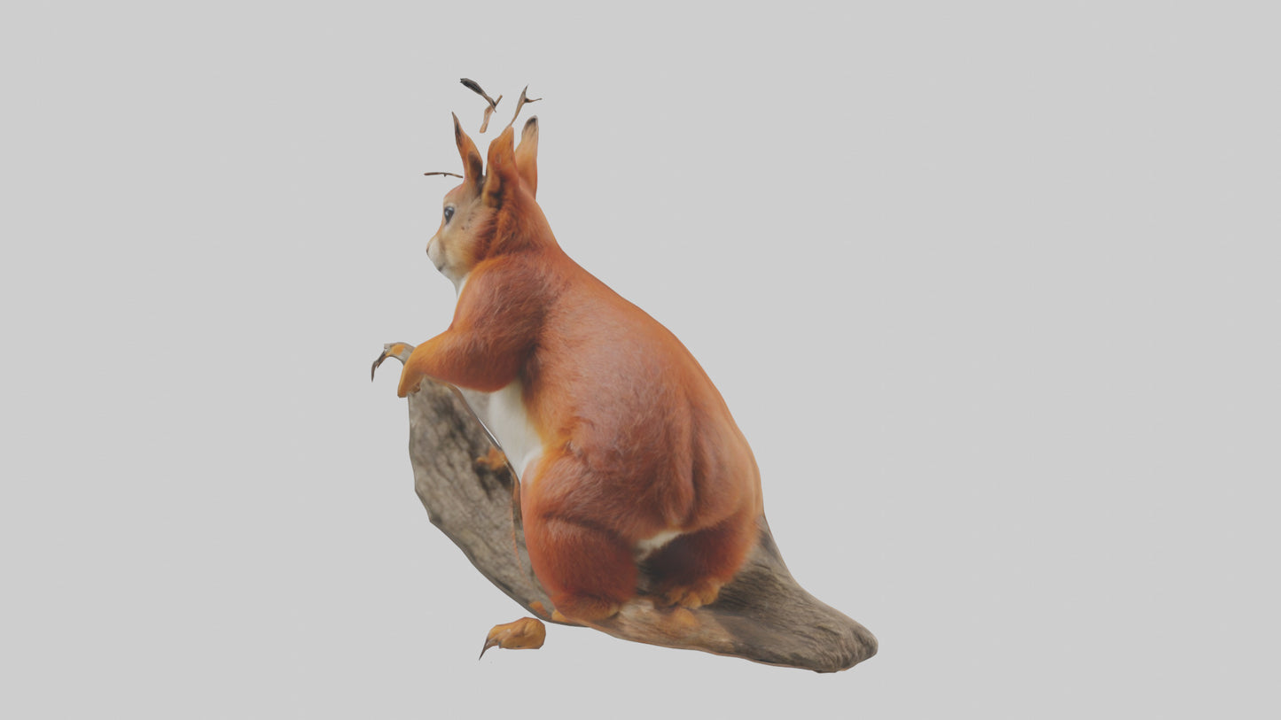 3D model Eurasian Red Squirrel climbing model VR / AR / low-poly
