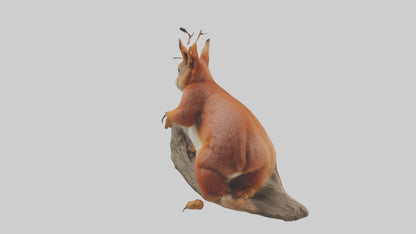 3D model Eurasian Red Squirrel climbing model VR / AR / low-poly