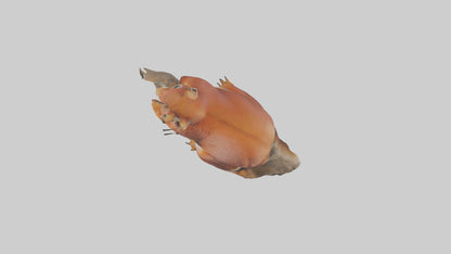 3D model Eurasian Red Squirrel climbing model VR / AR / low-poly