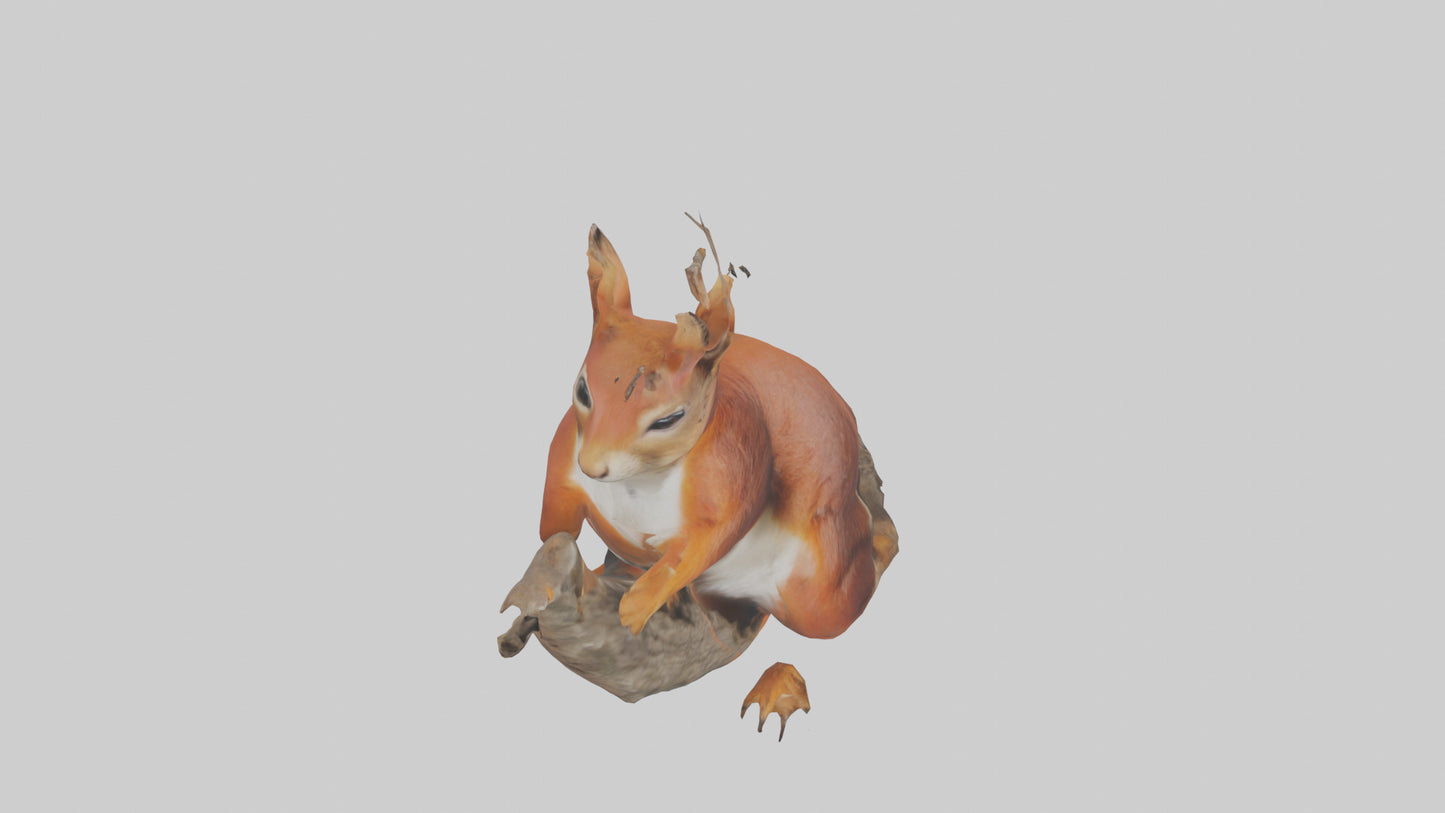 3D model Eurasian Red Squirrel climbing model VR / AR / low-poly