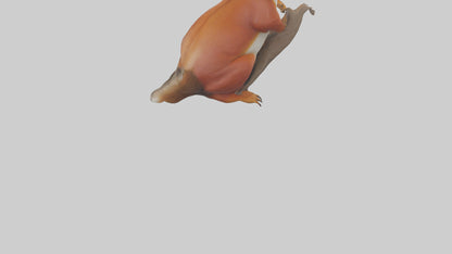 3D model Eurasian Red Squirrel climbing model VR / AR / low-poly