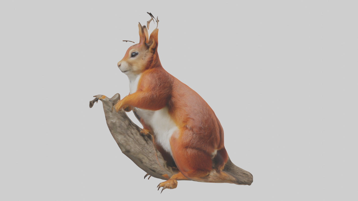3D model Eurasian Red Squirrel climbing model VR / AR / low-poly