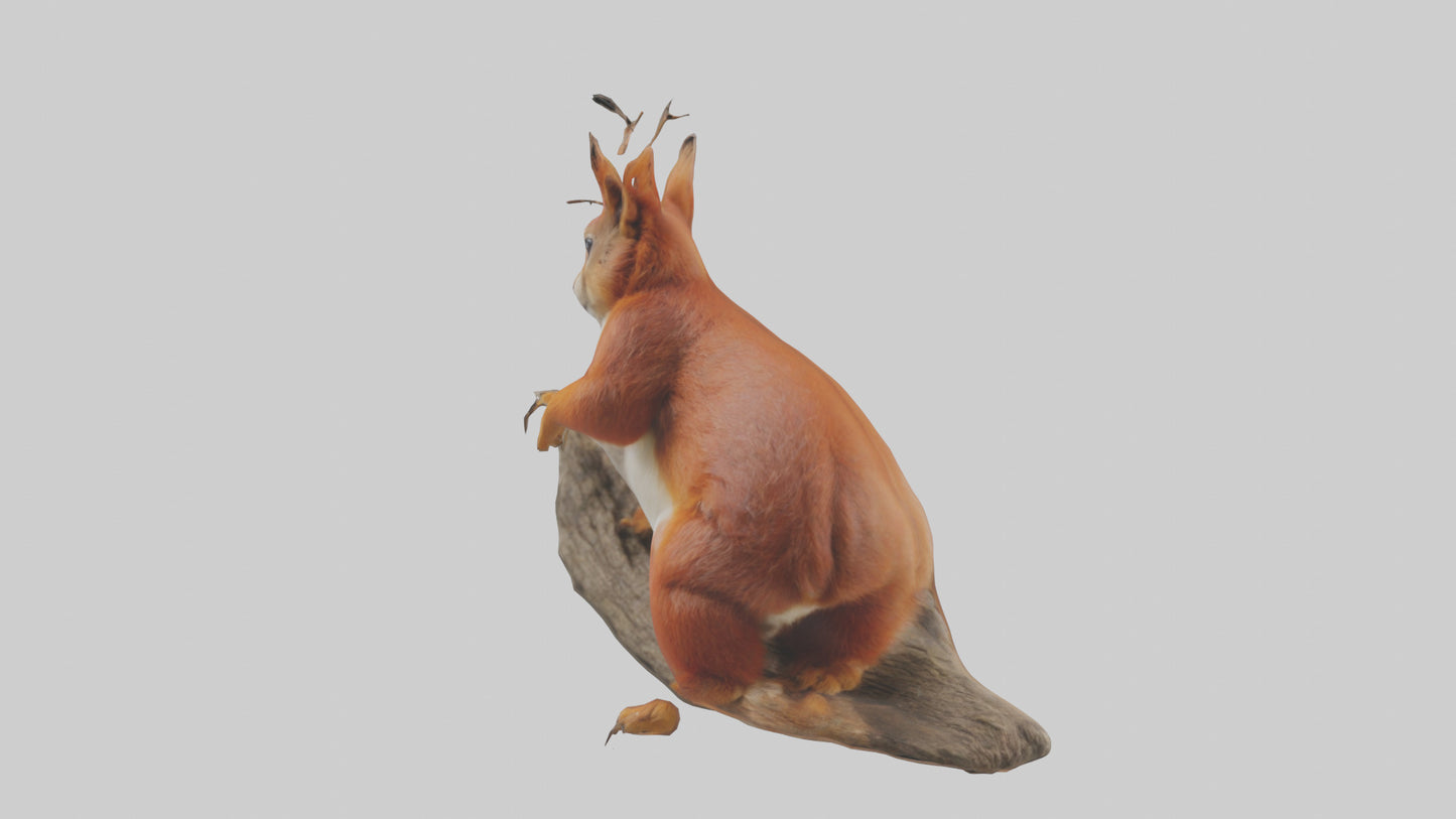 3D model Eurasian Red Squirrel climbing model VR / AR / low-poly