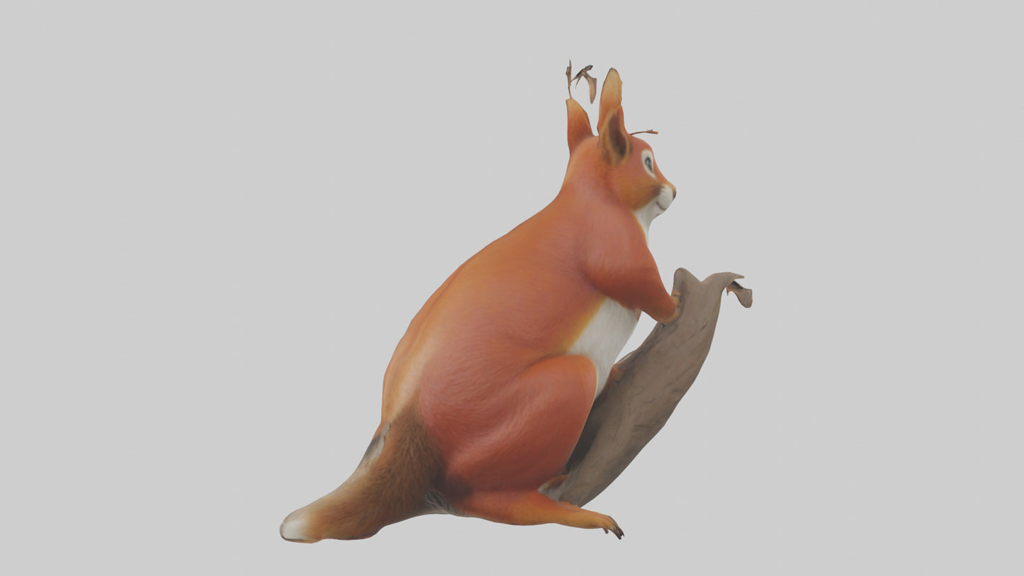 3D model Eurasian Red Squirrel climbing model VR / AR / low-poly