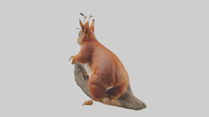 3D model Eurasian Red Squirrel climbing model VR / AR / low-poly