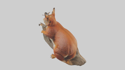 3D model Eurasian Red Squirrel climbing model VR / AR / low-poly