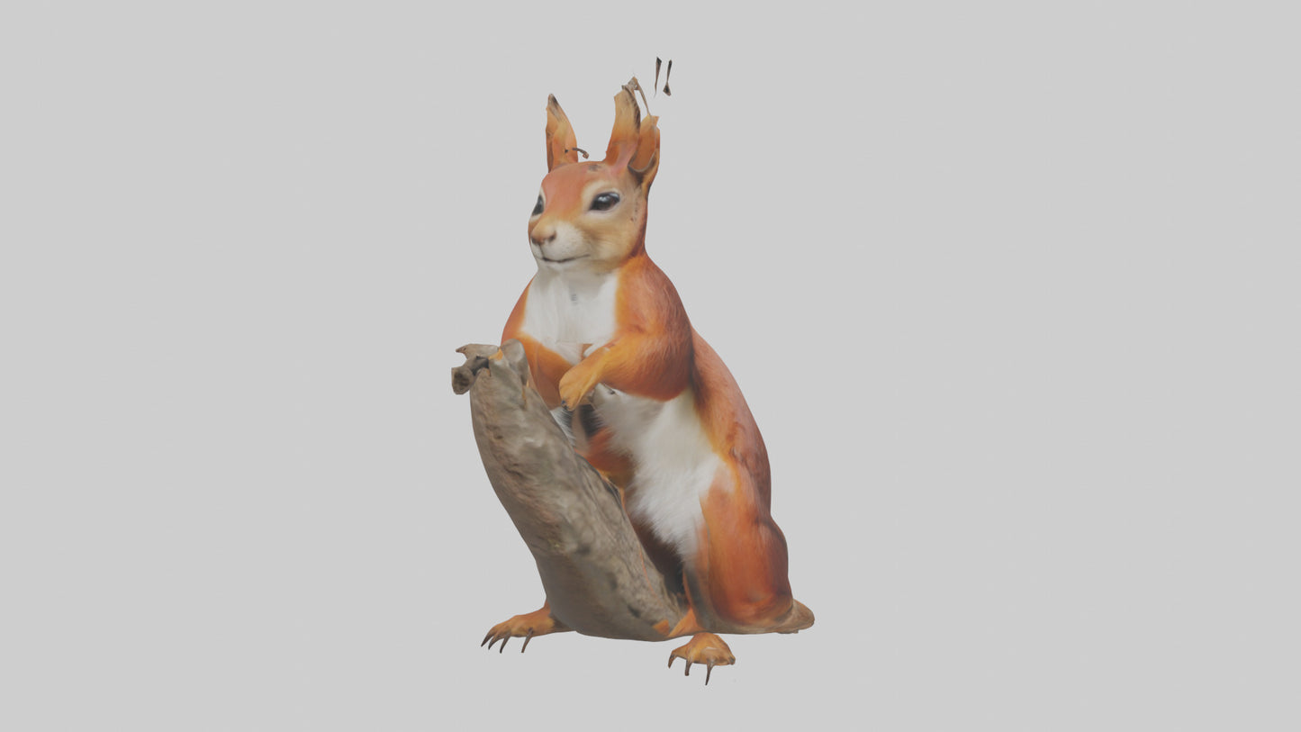 3D model Eurasian Red Squirrel climbing model VR / AR / low-poly