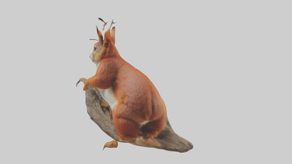 3D model Eurasian Red Squirrel climbing model VR / AR / low-poly