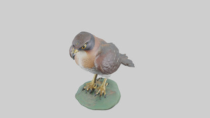 Eurasian Sparrowhawk statue model VR / AR / low-poly