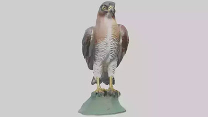 Eurasian Sparrowhawk statue model VR / AR / low-poly