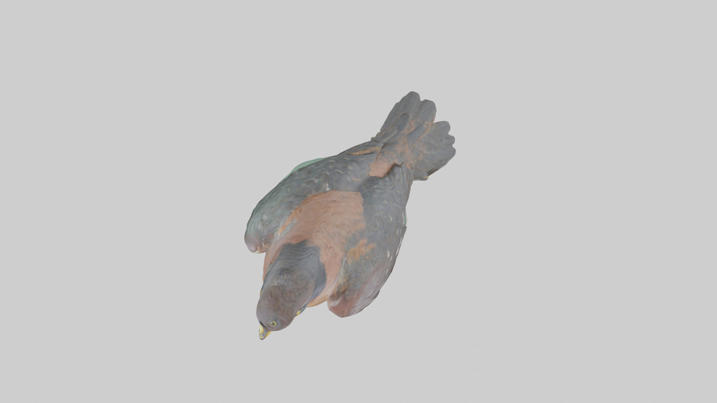 Eurasian Sparrowhawk statue model VR / AR / low-poly