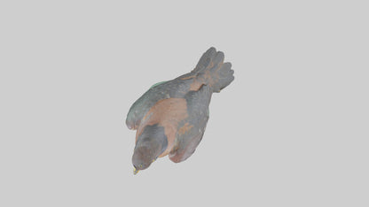 Eurasian Sparrowhawk statue model VR / AR / low-poly