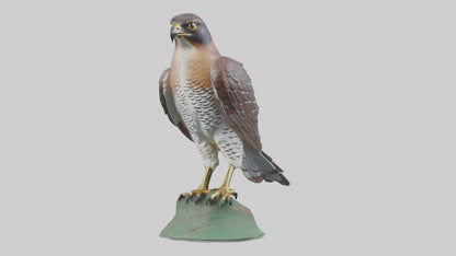 Eurasian Sparrowhawk statue model VR / AR / low-poly