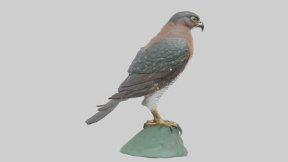 Eurasian Sparrowhawk statue model VR / AR / low-poly