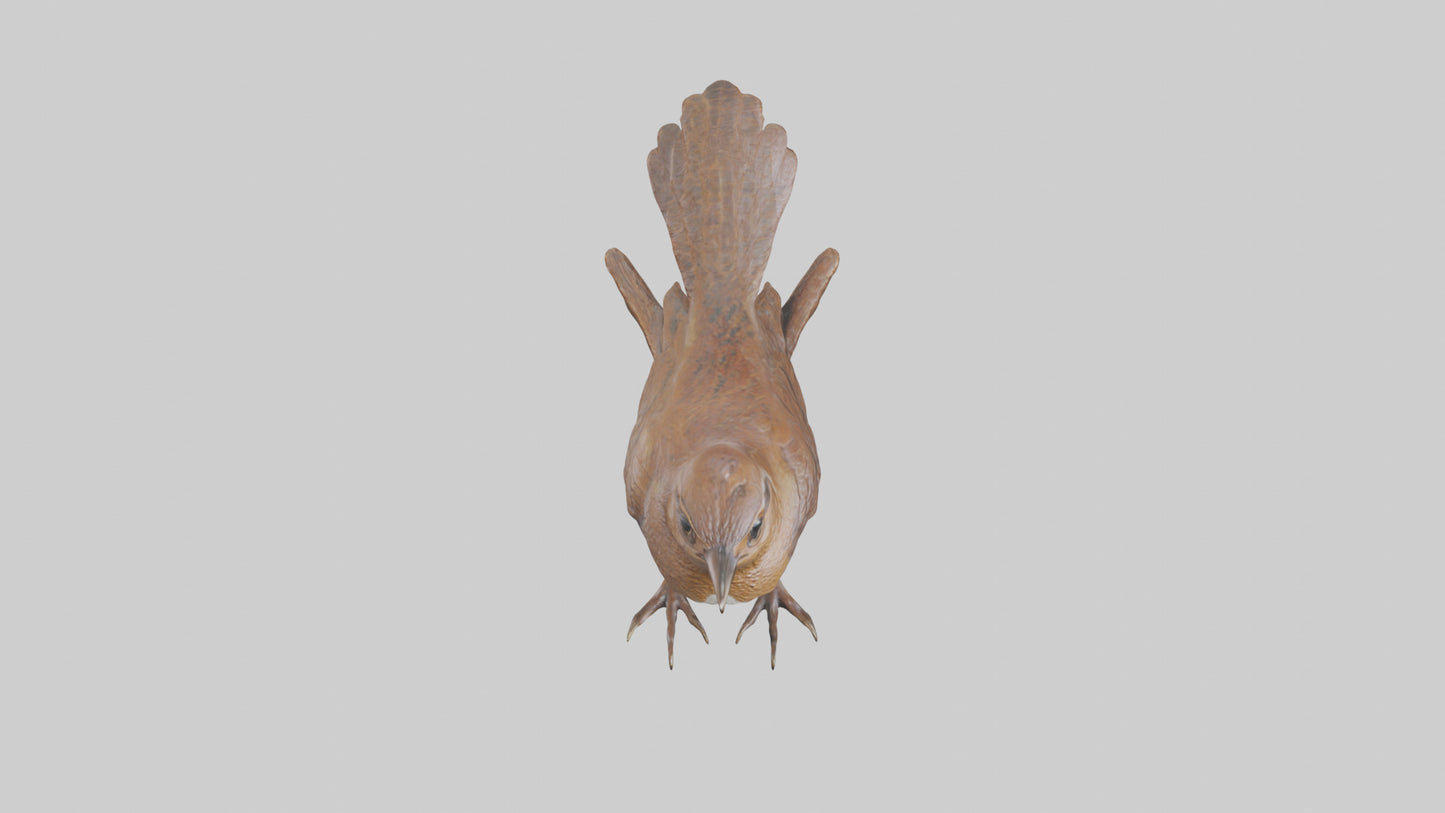 Eurasian Wren statue model VR / AR / low-poly