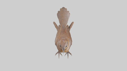 Eurasian Wren statue model VR / AR / low-poly