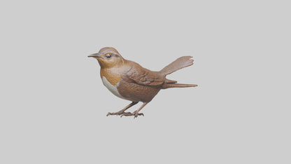 Eurasian Wren statue model VR / AR / low-poly