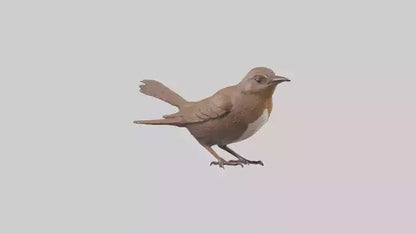 Eurasian Wren statue model VR / AR / low-poly