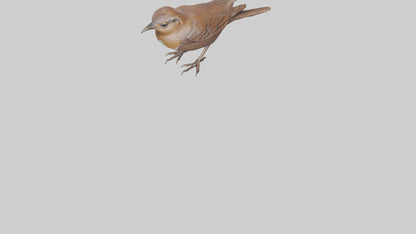 Eurasian Wren statue model VR / AR / low-poly
