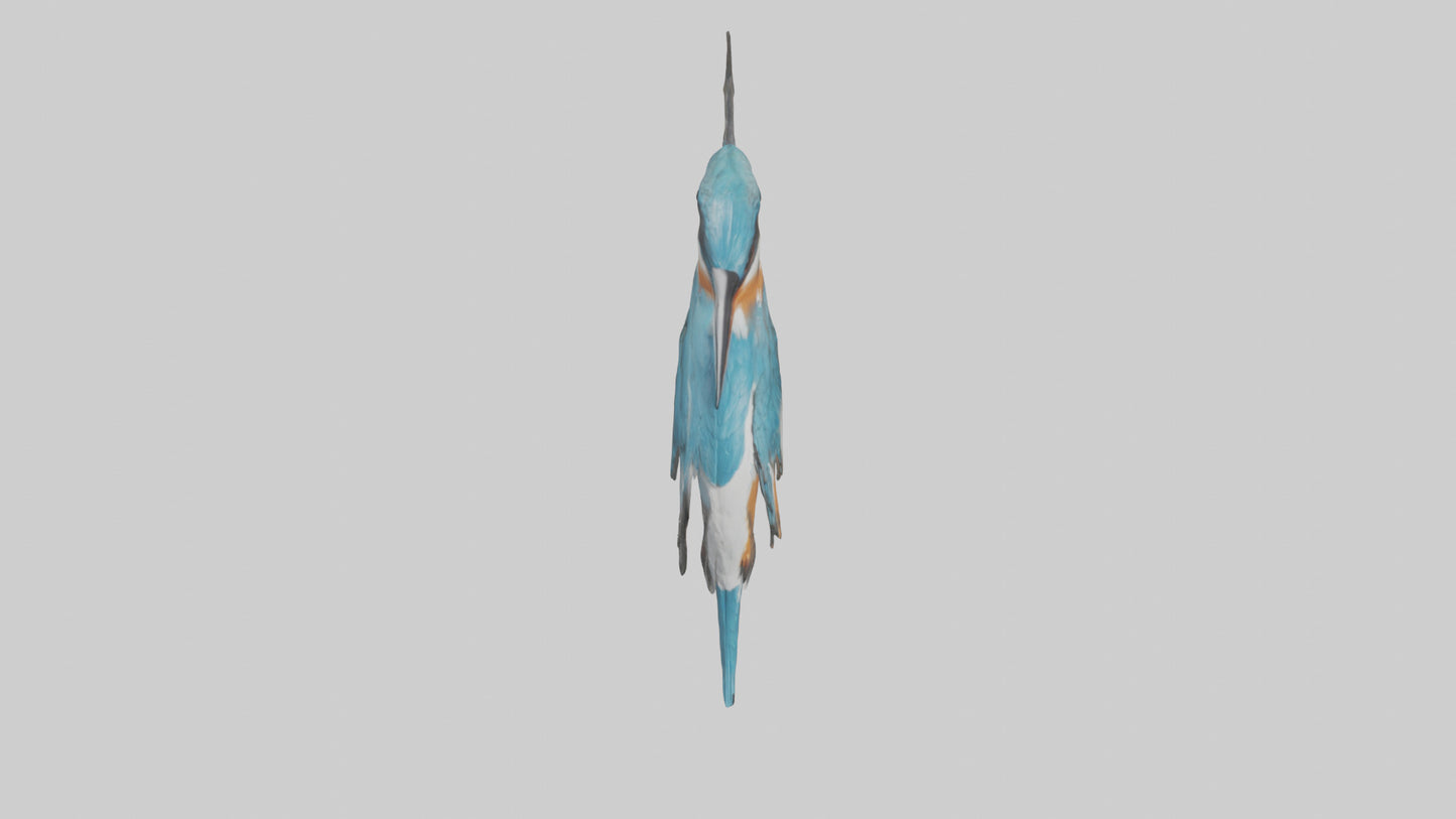 European Kingfisher perched model 3D model