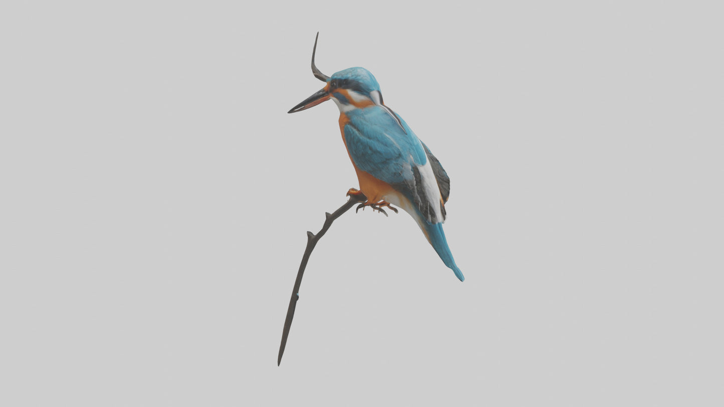 European Kingfisher perched model 3D model
