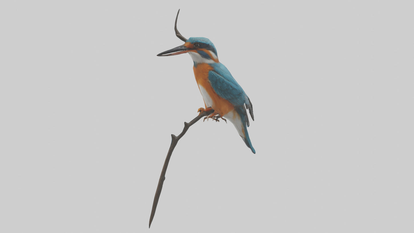 European Kingfisher perched model 3D model