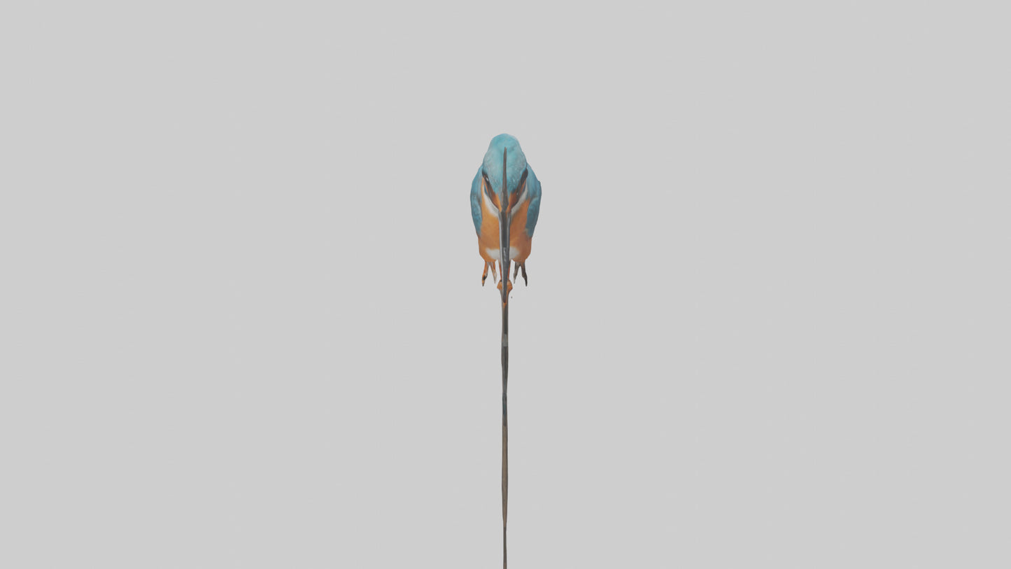 European Kingfisher perched model 3D model